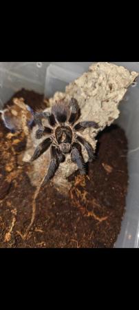 Image 1 of Tarantulas for collection Lincoln