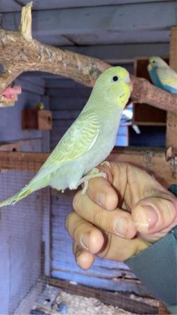Image 10 of Baby budgies lovely colours and quite tame already