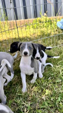 Image 7 of Beautiful working type whippet puppies