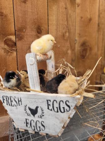 Image 1 of Various breeds of chicks chickens for sale