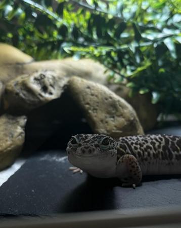 Image 2 of Leopard Gecko for sale with full vivarium