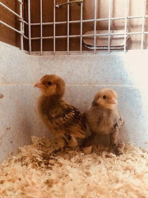 Preview of the first image of Barbu d'uccle Mille Fleur chicks.