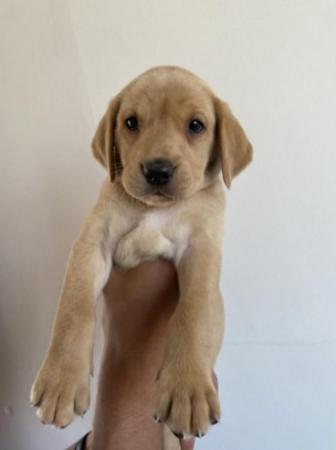 Image 6 of KC registered Labrador Retriever Puppies