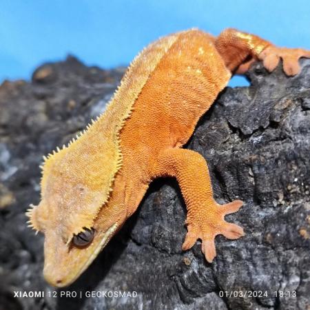 Image 3 of Female tangerine/red female crested gecko