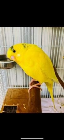 Image 6 of 3 year old male budgie. Looking for his forever home