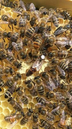 Image 31 of Bee Nucs overwintered 2024 for sale