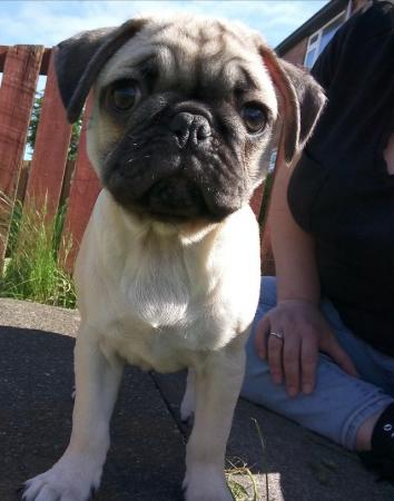 Image 18 of * Last fawn boy available£675 beautiful pug puppy*