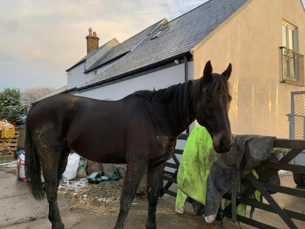 Image 2 of 16.2h TB gelding for sale