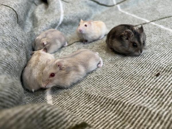 Image 2 of Baby Russian Dwarf hamsters for sale