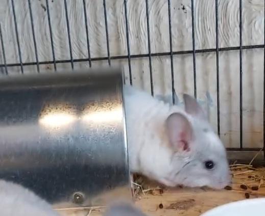 Image 3 of Female chinchillas for sale. Beige and white-viole from £140