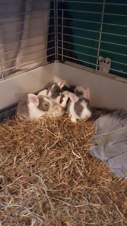 Image 1 of 13 week old Giant Contintal x Lop baby bunnies