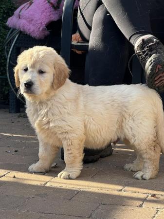 Image 20 of Kc registered golden retriever puppies Lytham st Anne’s