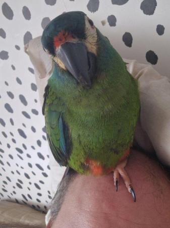 Image 2 of Lost parrot. Kingswood bristol area