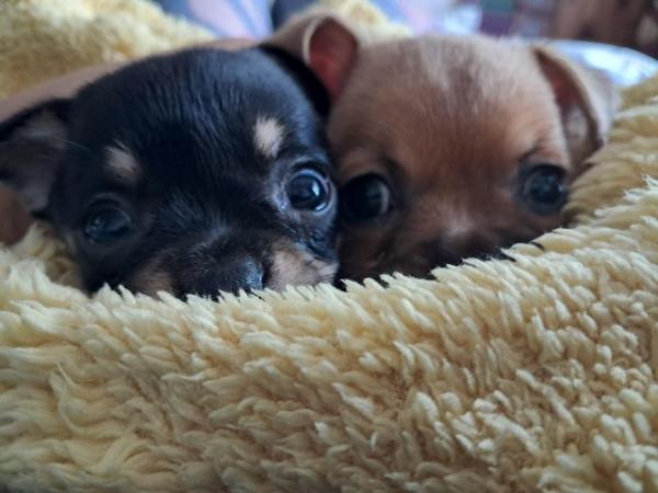 Image 7 of Two chihuahua pups 12 weeks old Manchester