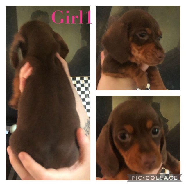 Preview of the first image of Kc Miniature Dachshund ready now !!! Choc tan girl left !!.