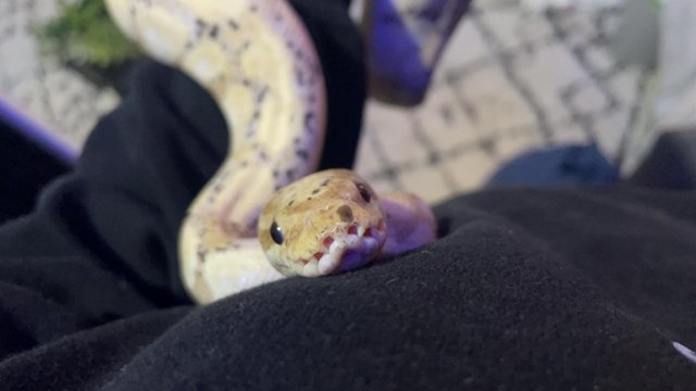 Preview of the first image of Adult male banana ball python.
