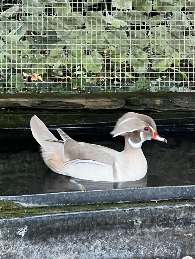Platinum Carolina Drake Full Winged Avairy Bred — photo 2 of 3