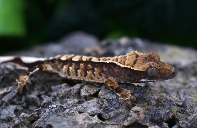 Image 6 of Stunning crested gecko hatchling with Tikis Geckos lineage