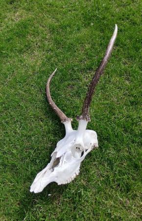 Image 2 of Medium Sized Deer Skull / Young Stags Head