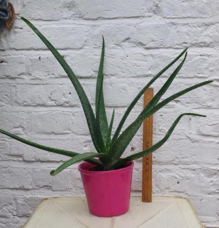 Image 2 of Aloe Vera  V Barbadensis  plants for sale