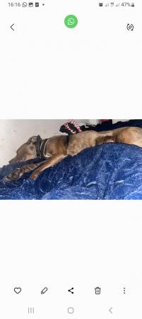 Image 4 of Cane corso male for sale