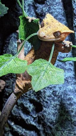 Image 2 of Lilly White Crested Gecko Males