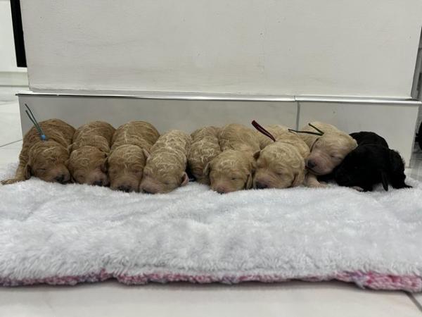 Image 5 of 9 AMAZING healthy KC reg Standard Poodle pups