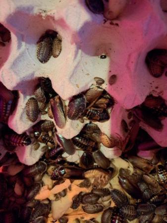 Image 1 of Dubia Roach - starter colonies