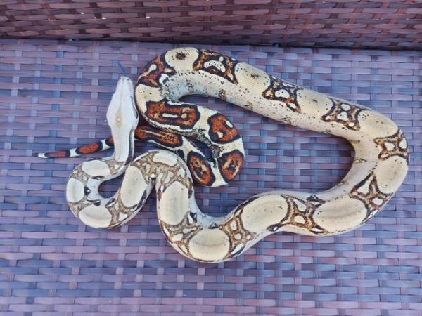 Image 4 of Boa imperator babies 2021 jungle harlequin