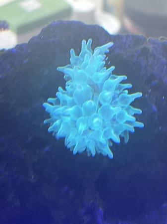 Image 9 of Red Sea Max Nano including fish and corals