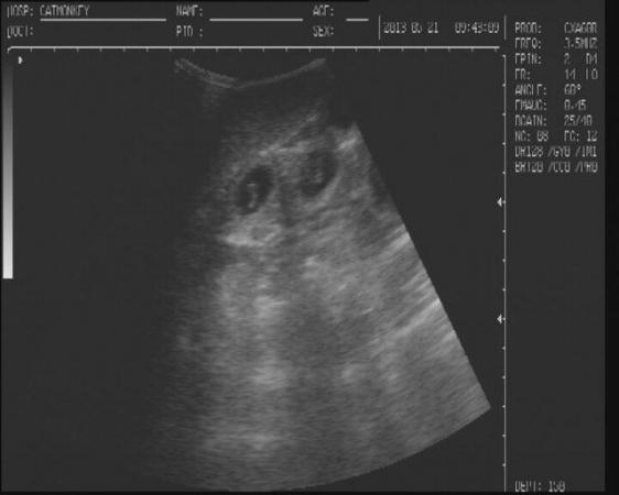 Image 7 of canine ultrasound scanning in your own home