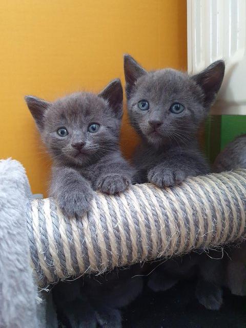 Preview of the first image of RUSSIAN BLUE KITTENS FOR SALE.