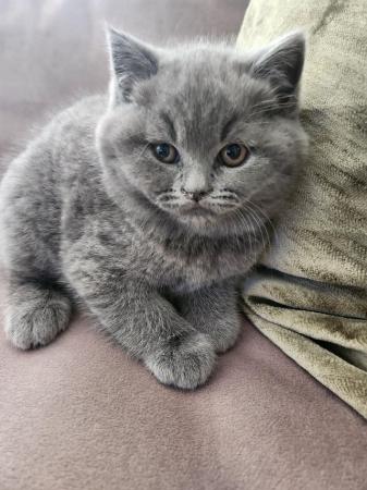 Image 1 of All rehomed. Pure British Short Hair Kittens