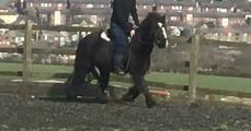 Image 2 of Laddie 12 hh fell x 4 year old gelding
