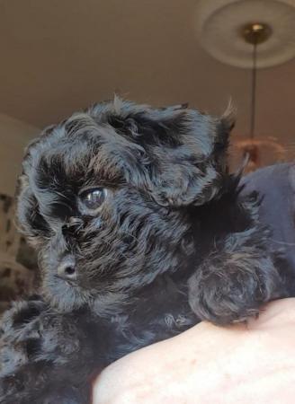 Image 3 of Toy Shihpoo puppy girl (imperial)
