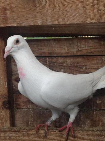 Image 22 of PURE WHITE RACING PIGEON FOR SALE