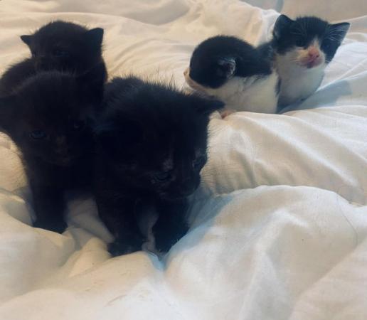 Image 2 of 5 beautiful kittens ready in 3 weeks