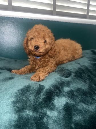 Image 5 of F1B Cockapoo puppies ready now 1 girl left