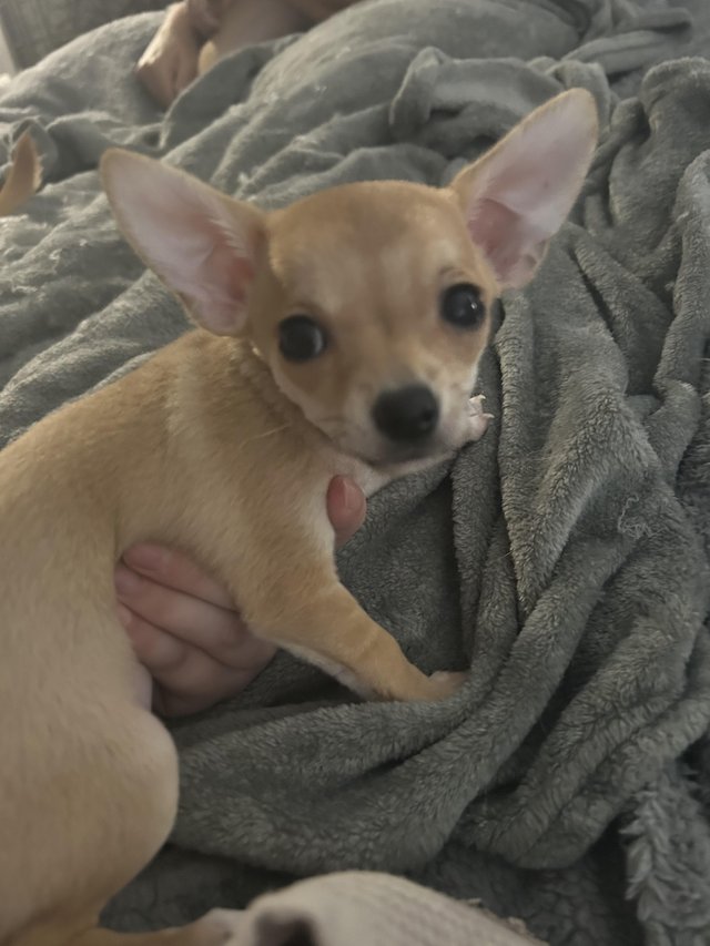 Preview of the first image of Female 12 week old chihuahua puppy fully vaccinated.