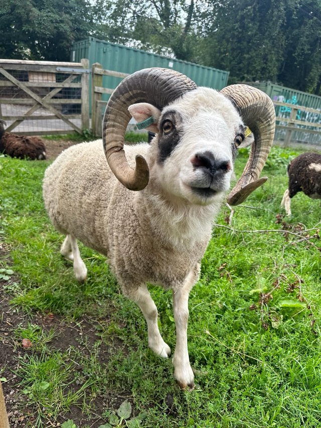 Preview of the first image of Soay ram - registered white ram.