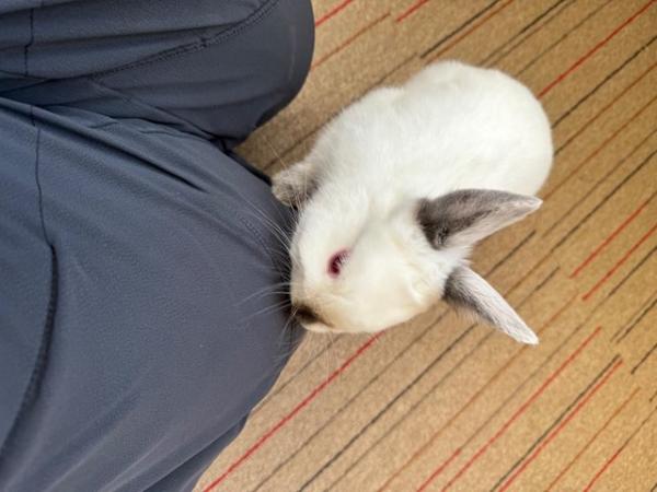 Image 3 of 10 month old Male Netherland Dwarf.