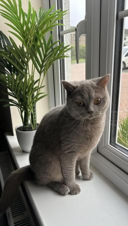 Image 1 of neutered British shorthair cat available