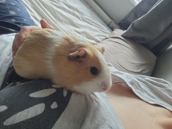 Image 1 of 6 month old Guinea Pigs