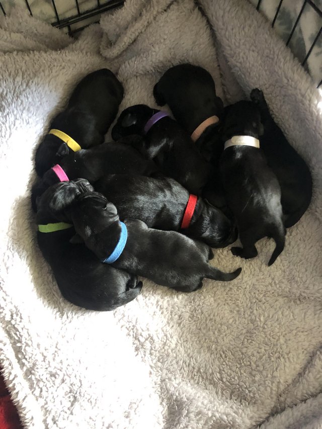 Preview of the first image of Black Labrador pups(last couple available).