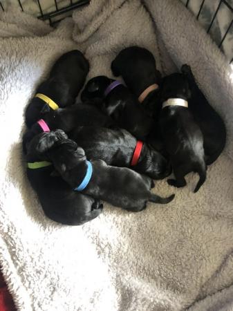 Image 1 of Black Labrador pups(last couple available)