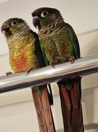 Image 3 of Green cheek conures x2 male and female