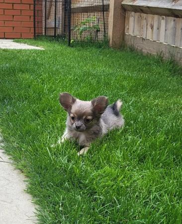 Image 6 of Male Longhaired Blue Sable Chihuahua pup