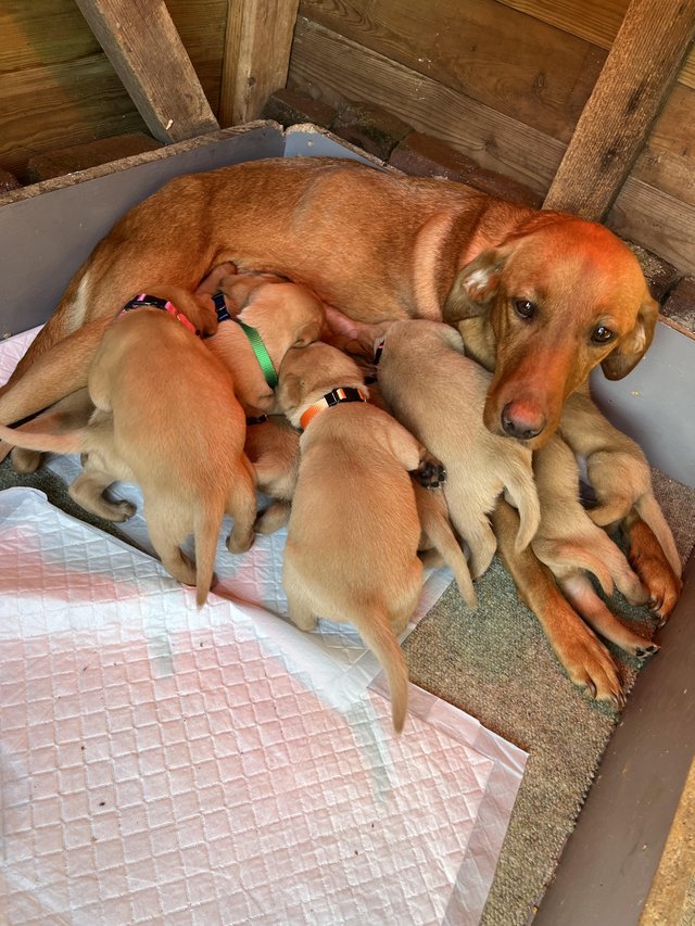 Preview of the first image of Labrador KC reg nine puppies.
