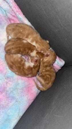 Image 2 of Ginger and white kittens