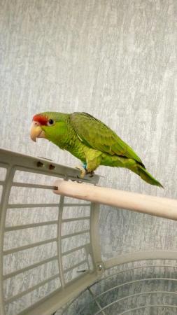 Image 2 of Amazon parrot talking young